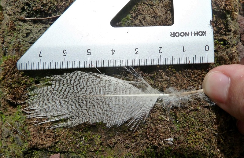 Piuma da identificare - Germano reale